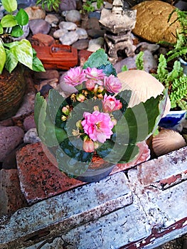 kalanchoe with pink flower 2