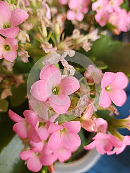 Kalanchoe pink flower scient. class. Saxifragales Crassulaceae photo