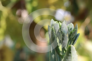 Kalanchoe pinnata or chodakku plant in close up view