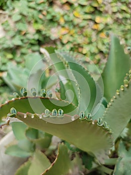 Kalanchoe pinnata green tiny plantlets around edges of parent plant. Kalanchoe Mother of Thousands , macro, close up