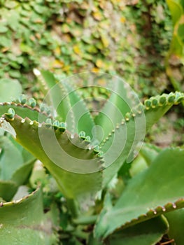 Kalanchoe pinnata green tiny plantlets around edges of parent plant. Kalanchoe Mother of Thousands , macro, close up