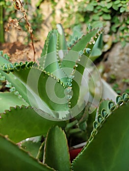 Kalanchoe pinnata green tiny plantlets around edges of parent plant. Kalanchoe Mother of Thousands , macro, close up