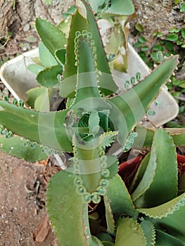 Kalanchoe pinnata green tiny plantlets around edges of parent plant. Kalanchoe Mother of Thousands , macro, close up