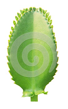 Kalanchoe pinnata leaf