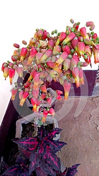 Kalanchoe pinnata plant photo