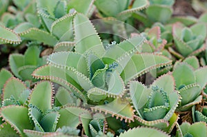 Kalanchoe pinnata plant