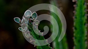 Kalanchoe pinnate plantlets or adventitious bud