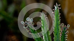 Kalanchoe pinnate plantlets or adventitious bud photo