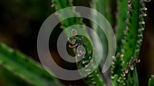 Kalanchoe pinnate plantlets or adventitious bud photo