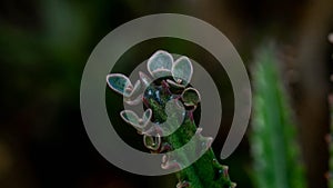 Kalanchoe pinnate plantlets or adventitious bud photo