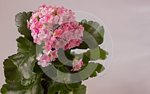 Kalanchoe plant with pink flowers, home plant, Kalanchoe blossfeldiana