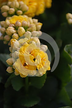 Kalanchoe plant with red flowers, Kalanchoe blossfeldiana