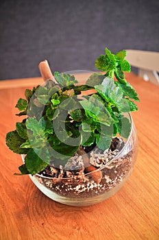 Kalanchoe plants in the glass, natural style pot