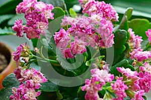 Kalanchoe, potted flower Kalanchoe, potted plant with small pink flowers and thick leaves