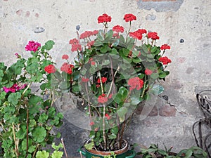 kalanchoe red flower scient. class. Saxifragales Crassulaceae photo