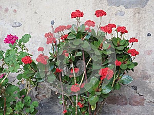 kalanchoe red flower scient. class. Saxifragales Crassulaceae photo