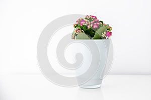 kalanchoe with red flowers in a white pot on a white background