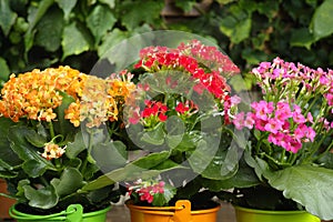 Kalanchoe (Saxifragales Crassulaceae Kalanchoe) flower in small photo