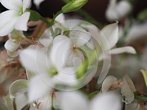 Kalanchoe Saxifragales Crassulaceae plant white flower photo