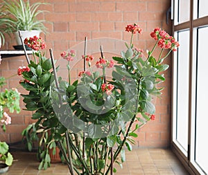 Kalanchoe scient. class. Saxifragales Crassulaceae red flower photo