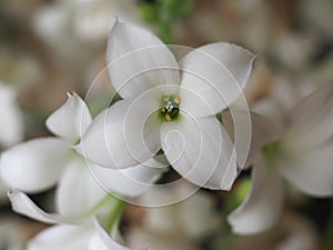 Kalanchoe Saxifragales Crassulaceae plant white flower photo