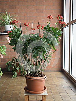 kalanchoe scient. class. Saxifragales Crassulaceae red flower photo