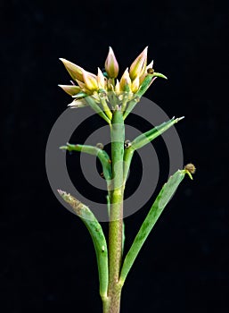 Kalanchoe sp. - inflorescence of a succulent plant on a black background