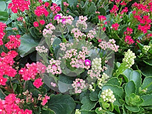 Kalanchoe is a succulent plant. Popularly planted in decorative pots or home decorations.