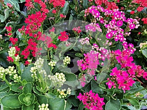 Kalanchoe is a succulent plant. Popularly planted in decorative pots or home decorations. photo