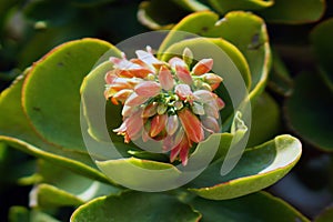 Kalanchoe thyrsiflora is a succulent plant native from Madacascar which produces beautiful flowers