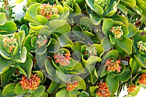 Kalanchoe thyrsiflora is a succulent plant native from Madacascar which produces beautiful flowers