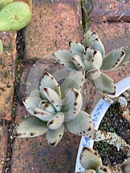 Kalanchoe tomentosa Panda Plant Photo