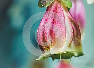 Kalanchoe `wendy` flower with water drops.