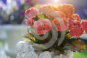 Kalanchoes in decorate white pot with bokeh sun light background