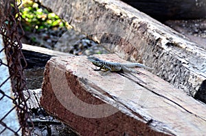 A kalango standing on top of the wood