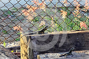 A kalango standing on the wood in the backyard