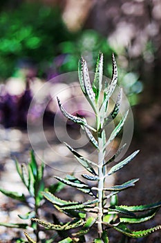 Kalanhoe Alligator Plant in Spring, closeup