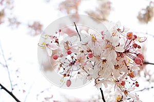 Kalaphruek has the scientific name Cassia bakeriana craib in the family LEGUMINOSAE Ã¢â¬â CAESALPINIOIDEAE. the same as cassia photo