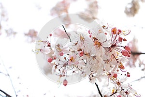 Kalaphruek has the scientific name Cassia bakeriana craib in the family LEGUMINOSAE Ã¢â¬â CAESALPINIOIDEAE. the same as cassia photo