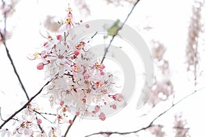 Kalaphruek has the scientific name Cassia bakeriana craib in the family LEGUMINOSAE Ã¢â¬â CAESALPINIOIDEAE. the same as cassia photo