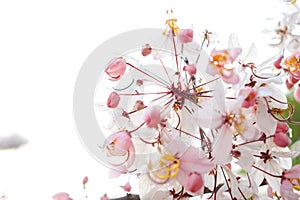 Kalaphruek has the scientific name Cassia bakeriana craib in the family LEGUMINOSAE Ã¢â¬â CAESALPINIOIDEAE. the same as cassia photo
