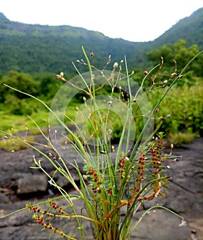 Kalavantin  durg valley  campsite nature photo