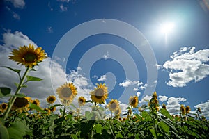 Kalbar Australia Sunflower Fields