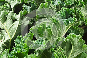 Kale