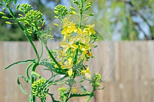 Kale biennial plant bolting i.e. going to seed in the spring. Image shows a bee pollinating the yellow kale flowers in a home photo