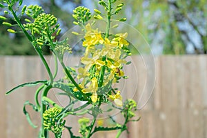 Kale biennial plant bolting i.e. going to seed in the spring. Image shows a bee pollinating the yellow kale flowers in a home