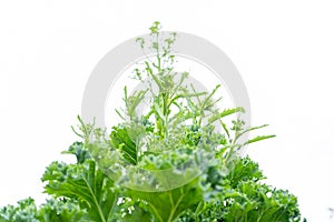 Kale vegetable plant bolting with flowers, which are about to form, on a white, isolated background, looking up photo