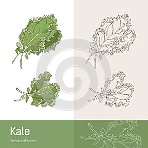 Kale