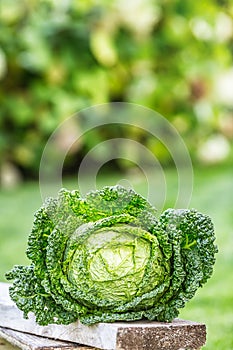 Kale cabbage vegetable. Fresh kale head in the garden on woden board