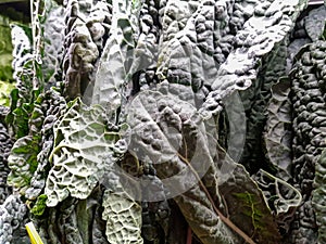 Kale cavalo nero cabbage on display at the local market photo